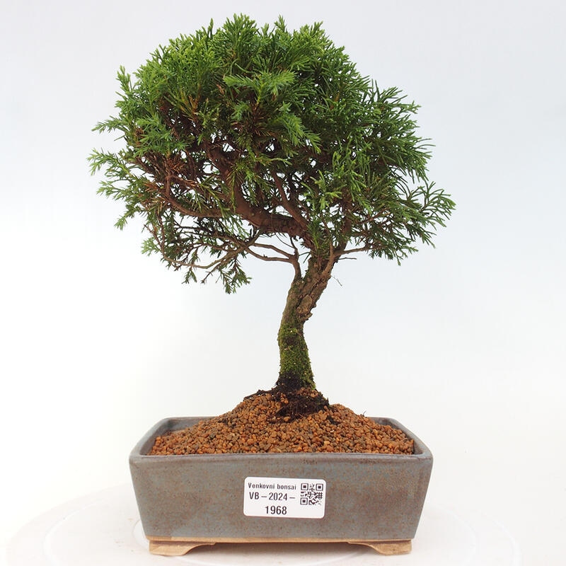 Outdoor bonsai - Juniperus chinensis Itoigawa - Jałowiec chiński