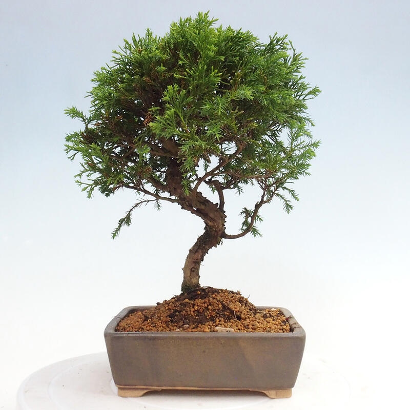 Outdoor bonsai - Juniperus chinensis Itoigawa - Jałowiec chiński