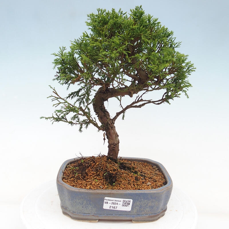 Outdoor bonsai - Juniperus chinensis Itoigawa - Jałowiec chiński