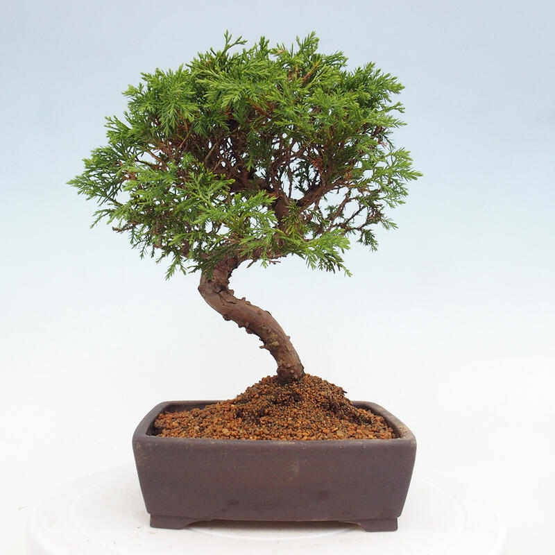Outdoor bonsai - Juniperus chinensis Itoigawa - Jałowiec chiński