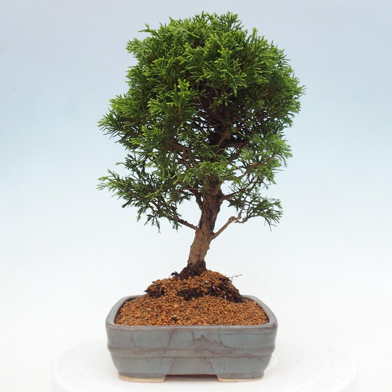 Outdoor bonsai - Juniperus chinensis Itoigawa - Jałowiec chiński