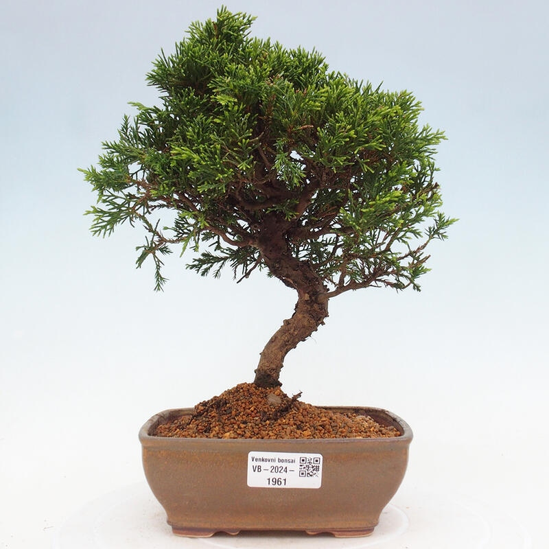 Outdoor bonsai - Juniperus chinensis Itoigawa - Jałowiec chiński