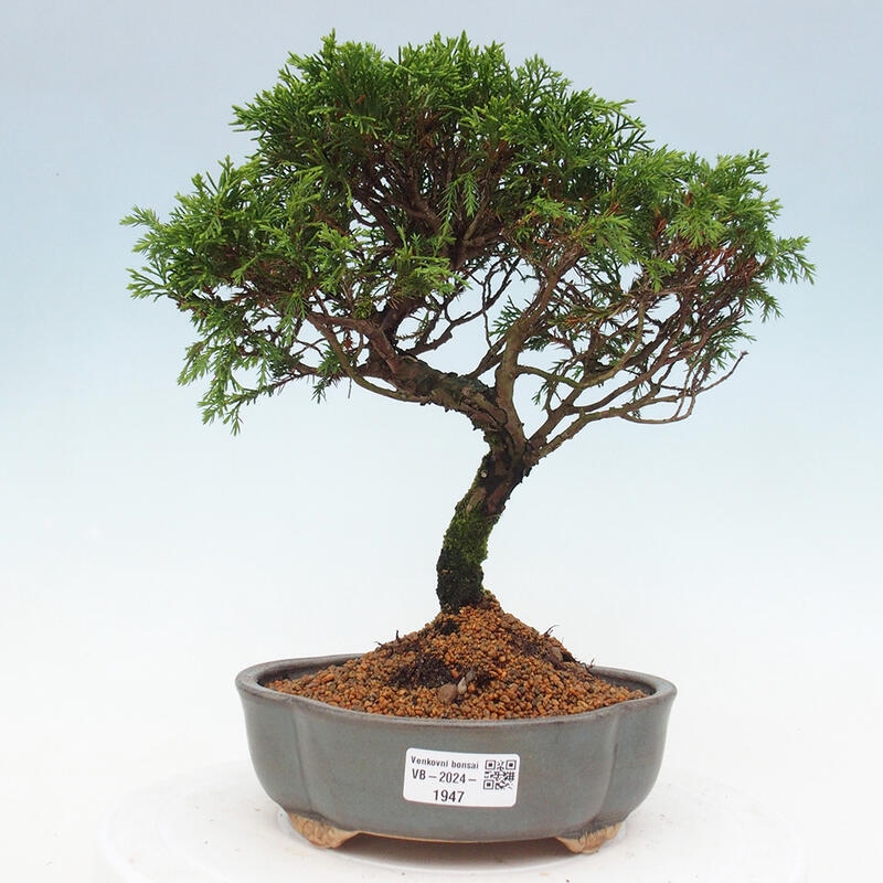 Outdoor bonsai - Juniperus chinensis Itoigawa - Jałowiec chiński