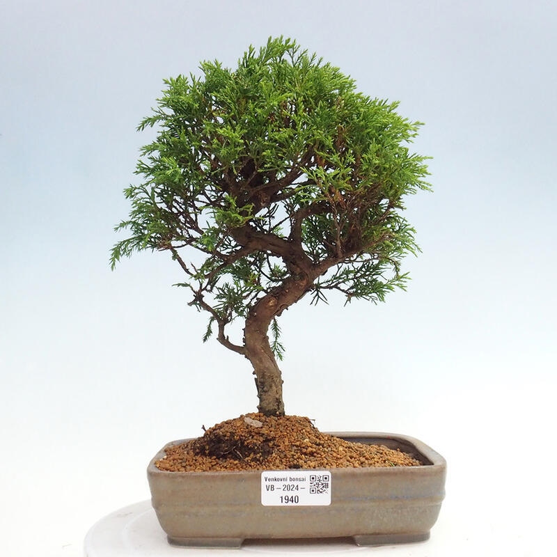 Outdoor bonsai - Juniperus chinensis Itoigawa - Jałowiec chiński