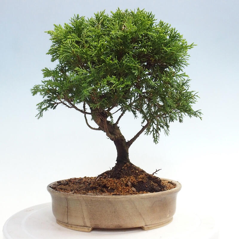 Outdoor bonsai - Juniperus chinensis Itoigawa - Jałowiec chiński