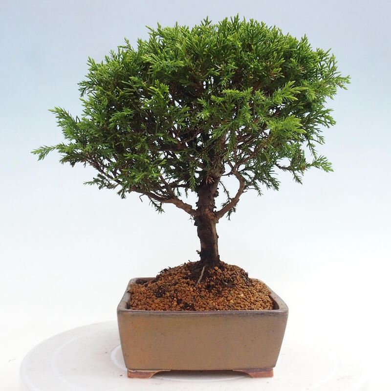 Outdoor bonsai - Juniperus chinensis Itoigawa - Jałowiec chiński