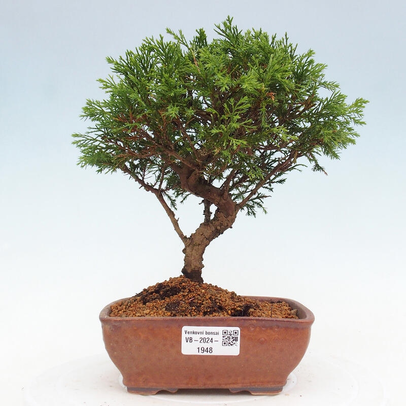 Outdoor bonsai - Juniperus chinensis Itoigawa - Jałowiec chiński
