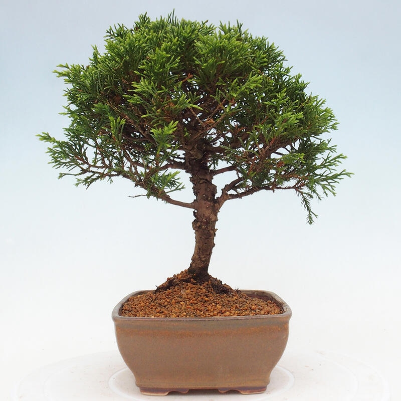 Outdoor bonsai - Juniperus chinensis Itoigawa - Jałowiec chiński