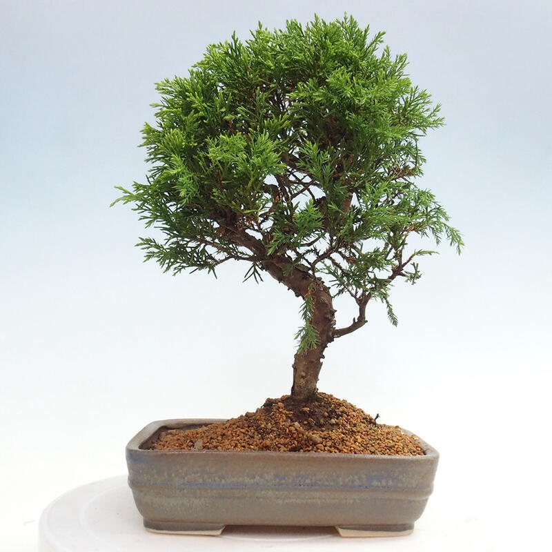 Outdoor bonsai - Juniperus chinensis Itoigawa - Jałowiec chiński