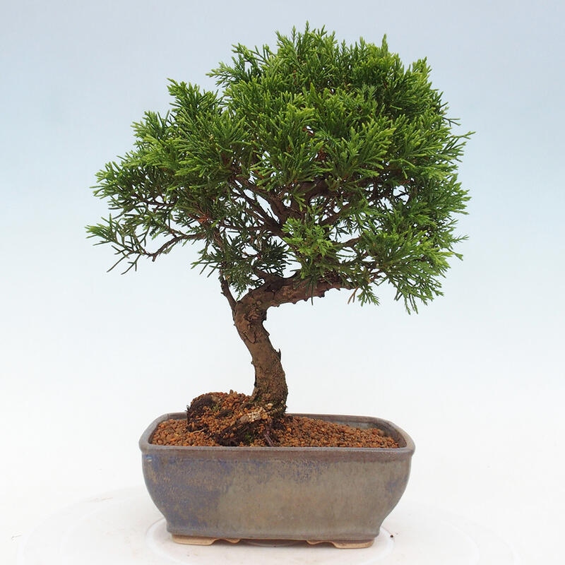Outdoor bonsai - Juniperus chinensis Itoigawa - Jałowiec chiński