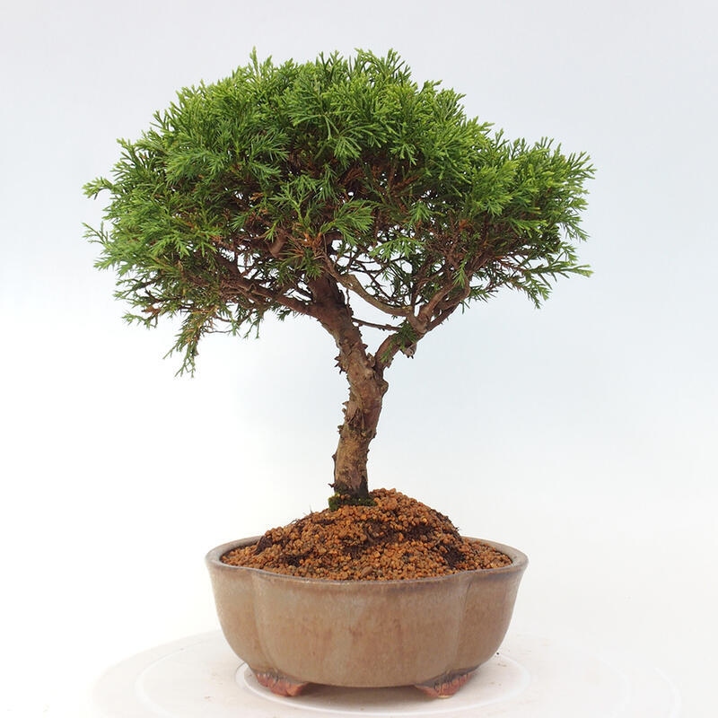 Outdoor bonsai - Juniperus chinensis Itoigawa - Jałowiec chiński