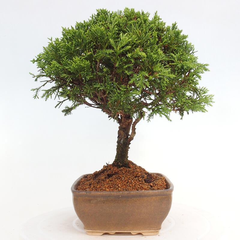Outdoor bonsai - Juniperus chinensis Itoigawa - Jałowiec chiński