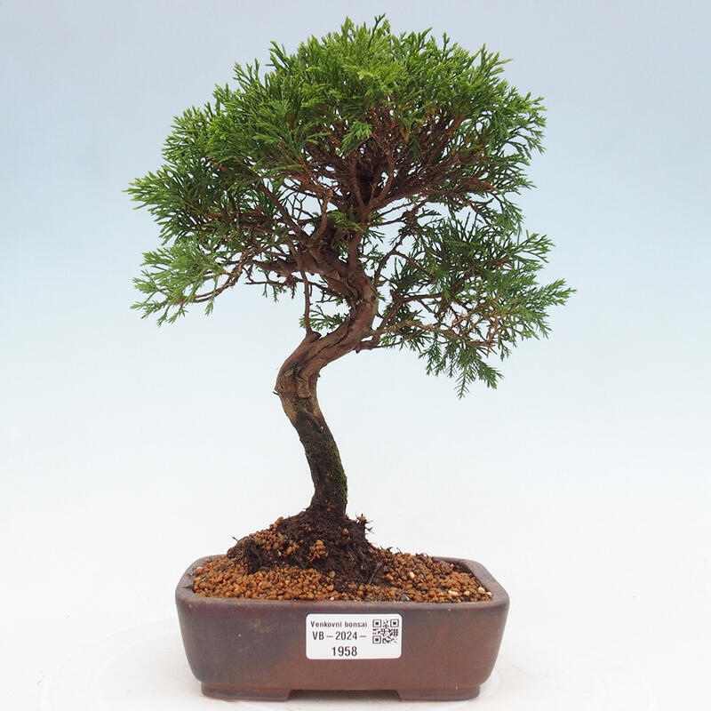 Outdoor bonsai - Juniperus chinensis Itoigawa - Jałowiec chiński
