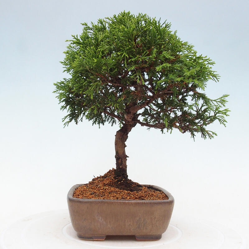 Outdoor bonsai - Juniperus chinensis Itoigawa - Jałowiec chiński
