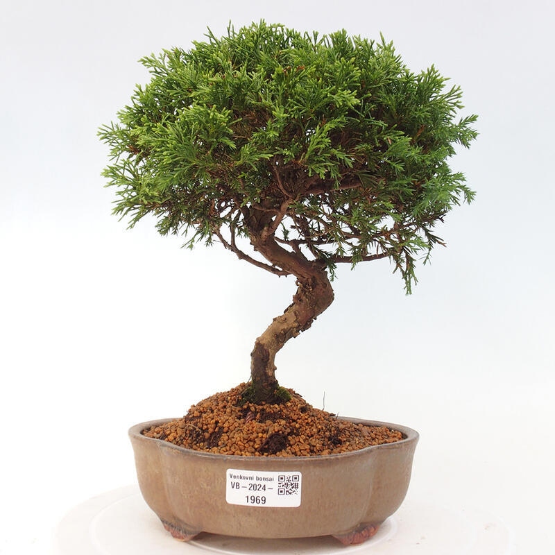 Outdoor bonsai - Juniperus chinensis Itoigawa - Jałowiec chiński
