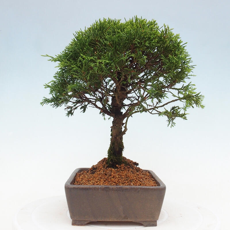 Outdoor bonsai - Juniperus chinensis Itoigawa - Jałowiec chiński