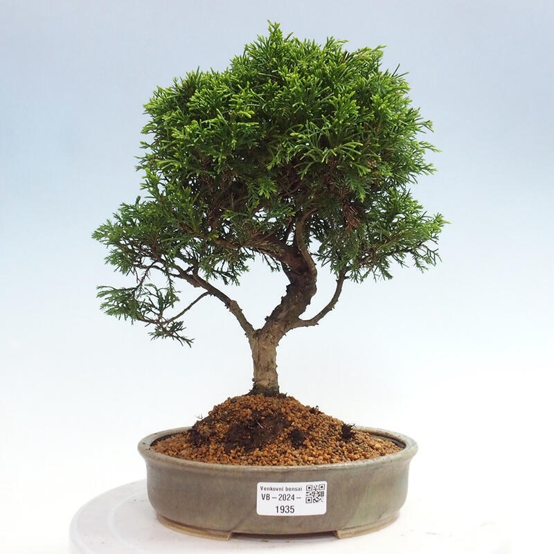 Outdoor bonsai - Juniperus chinensis Itoigawa - Jałowiec chiński