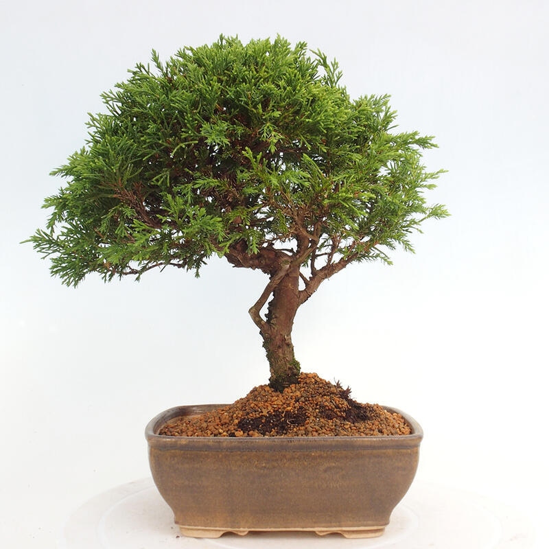 Outdoor bonsai - Juniperus chinensis Itoigawa - Jałowiec chiński