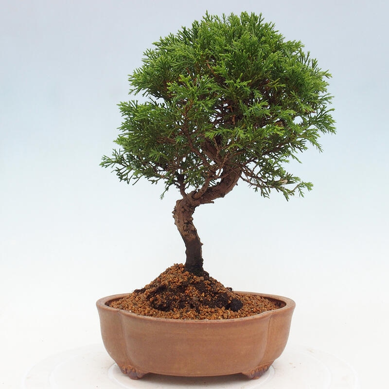 Outdoor bonsai - Juniperus chinensis Itoigawa - Jałowiec chiński