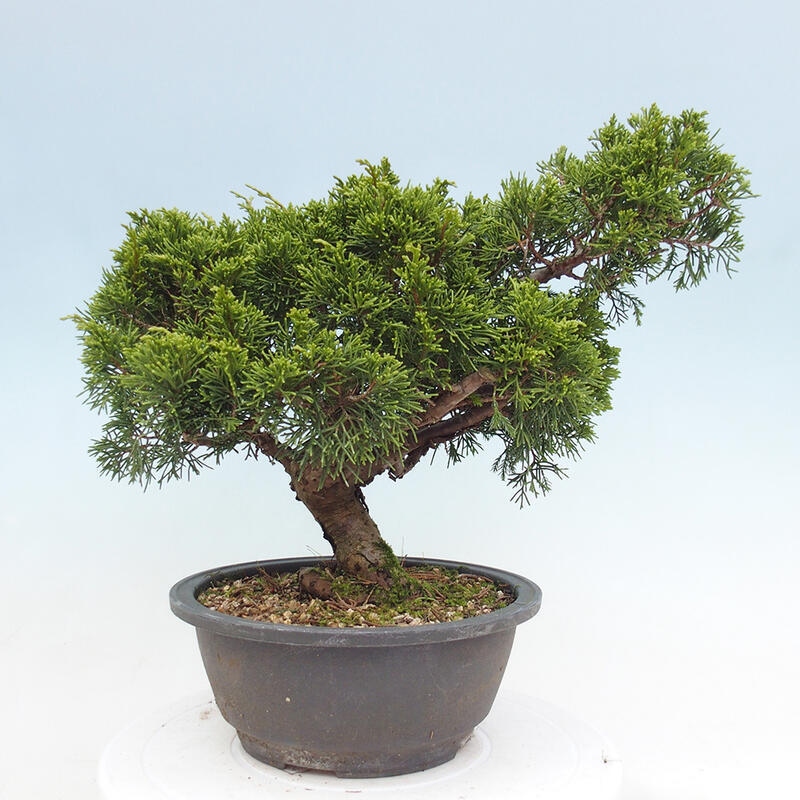 Outdoor bonsai - Juniperus chinensis Itoigawa - Jałowiec chiński