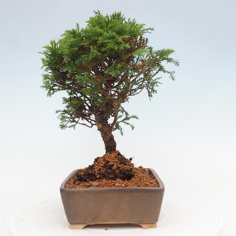 Outdoor bonsai - Juniperus chinensis Itoigawa - Jałowiec chiński