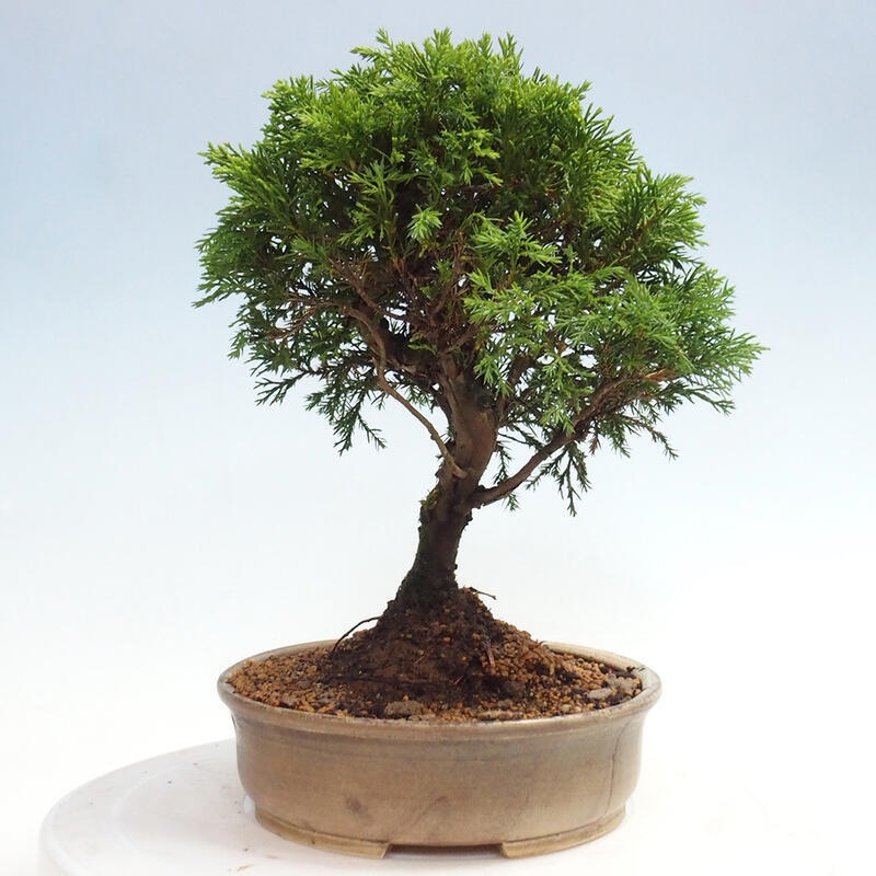 Outdoor bonsai - Juniperus chinensis Itoigawa - Jałowiec chiński