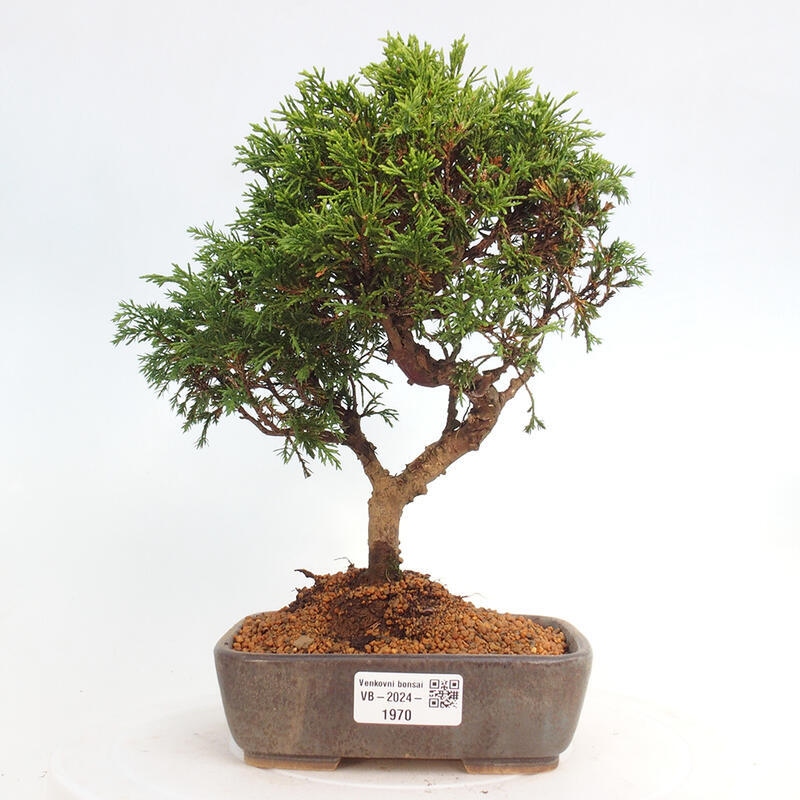 Outdoor bonsai - Juniperus chinensis Itoigawa - Jałowiec chiński
