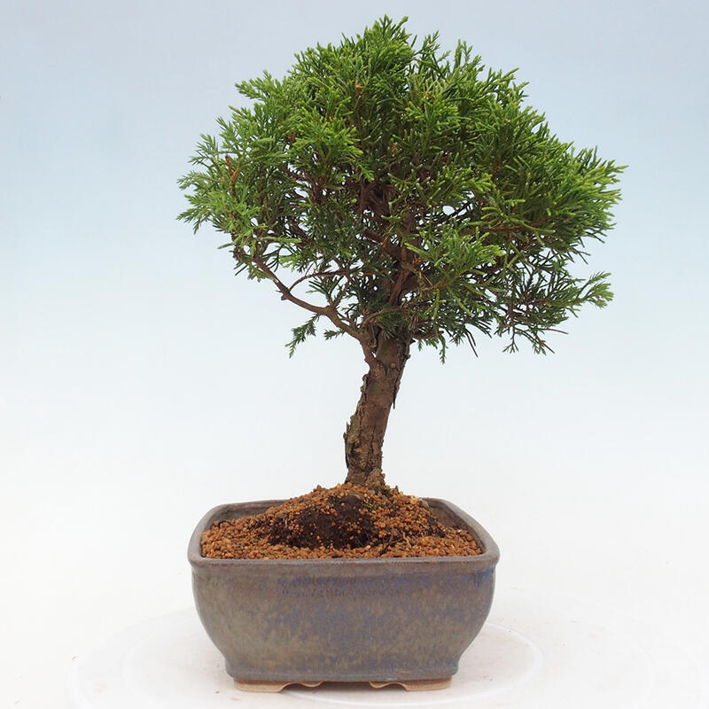 Outdoor bonsai - Juniperus chinensis Itoigawa - Jałowiec chiński