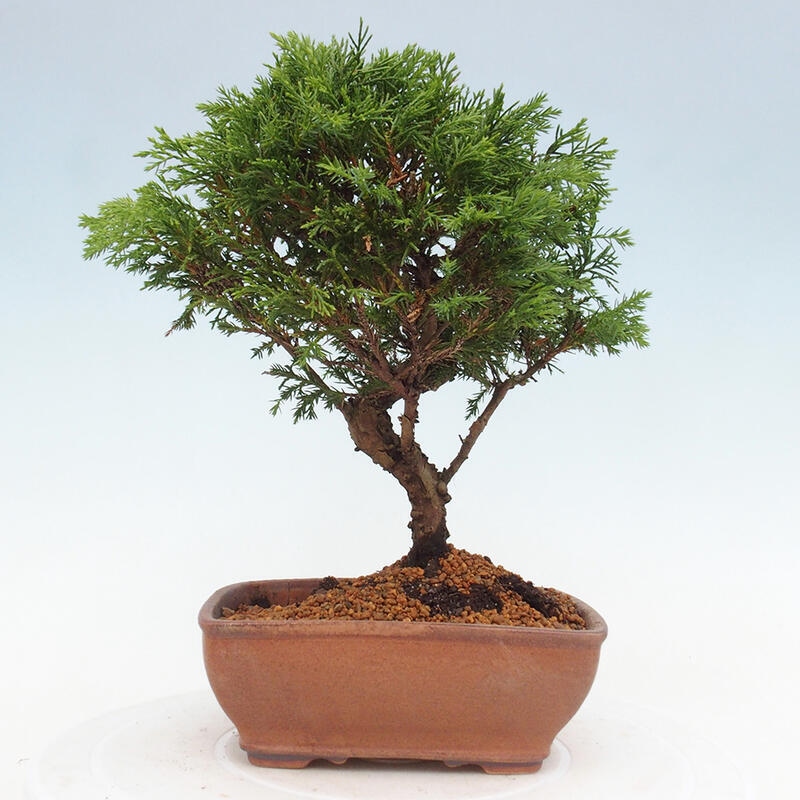 Outdoor bonsai - Juniperus chinensis Itoigawa - Jałowiec chiński
