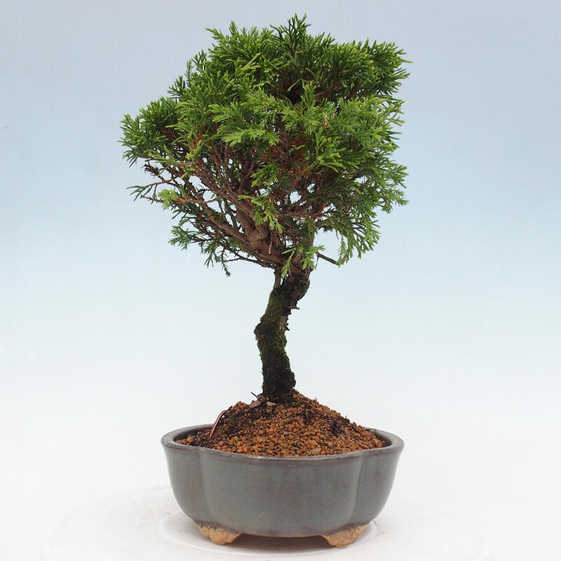 Outdoor bonsai - Juniperus chinensis Itoigawa - Jałowiec chiński