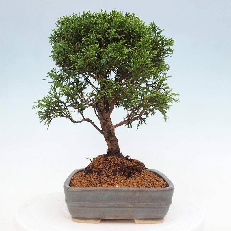 Outdoor bonsai - Juniperus chinensis Itoigawa - Jałowiec chiński
