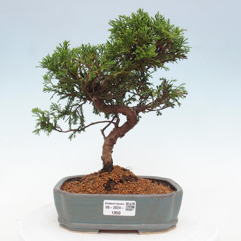Outdoor bonsai - Juniperus chinensis Itoigawa - Jałowiec chiński