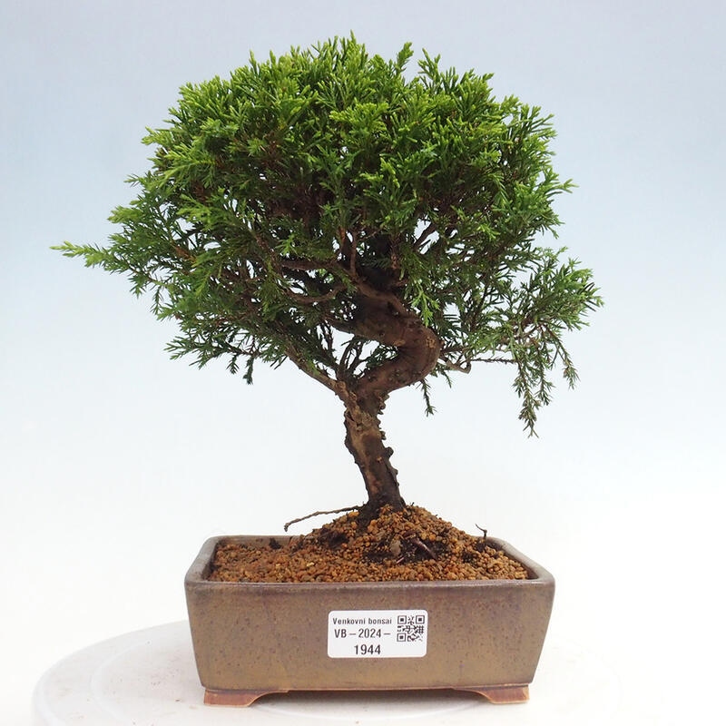 Outdoor bonsai - Juniperus chinensis Itoigawa - Jałowiec chiński