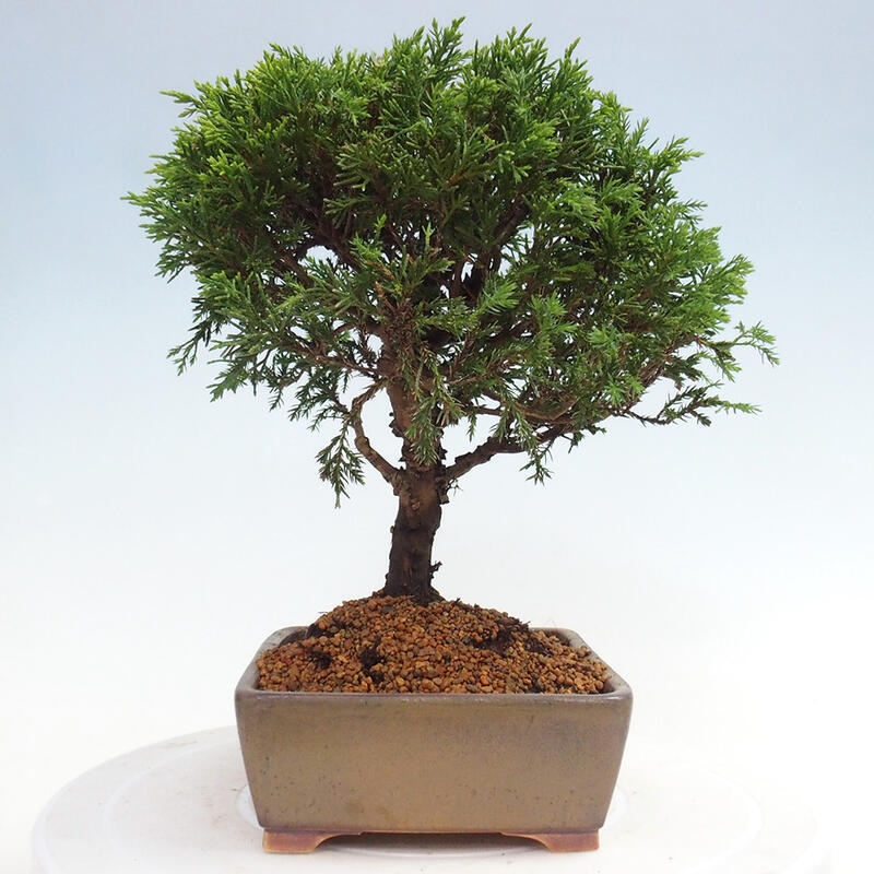 Outdoor bonsai - Juniperus chinensis Itoigawa - Jałowiec chiński