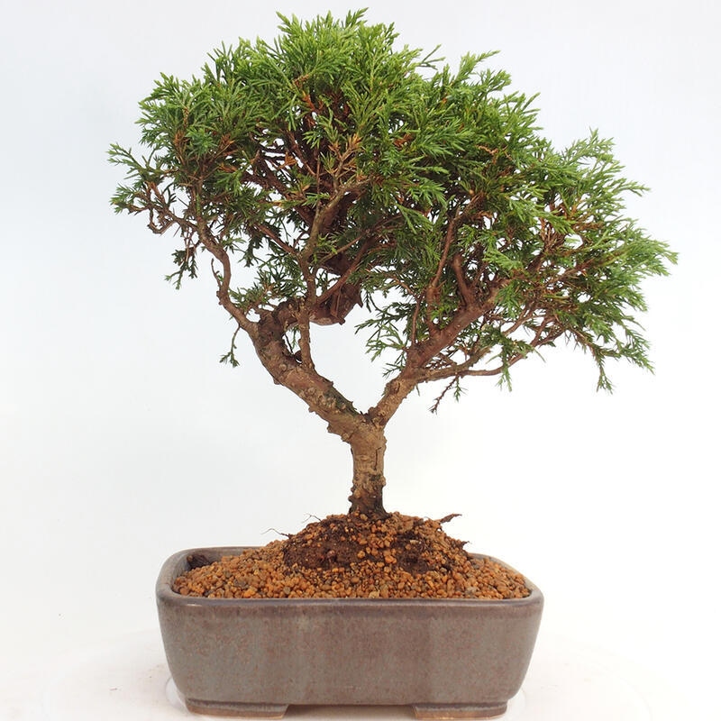 Outdoor bonsai - Juniperus chinensis Itoigawa - Jałowiec chiński