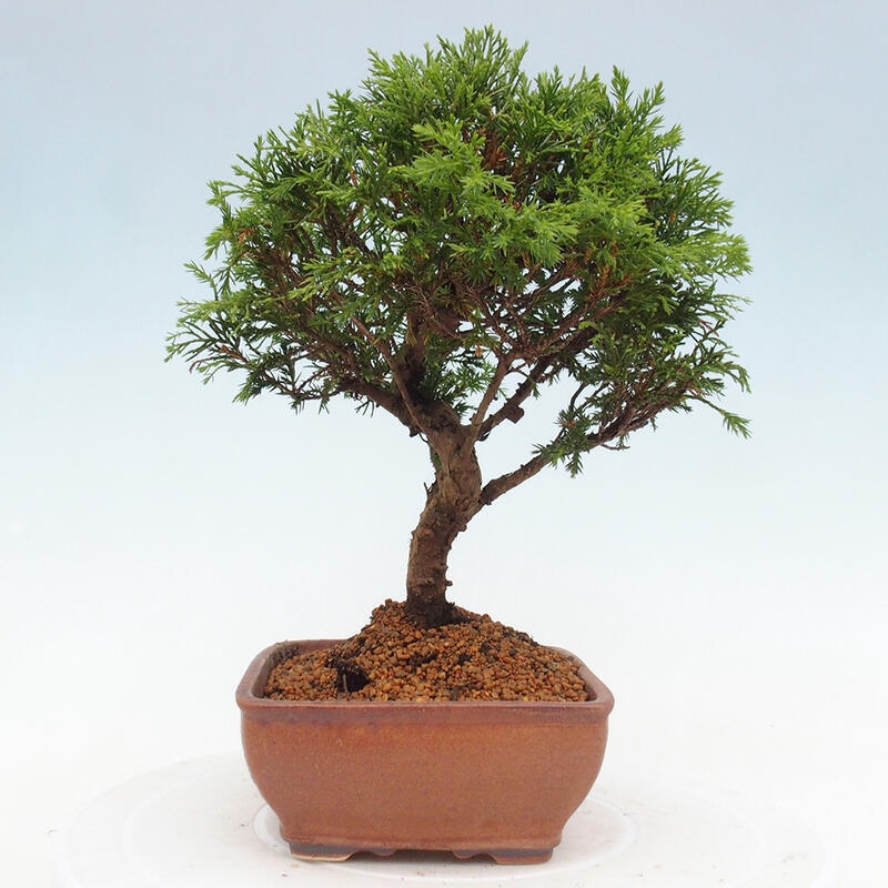 Outdoor bonsai - Juniperus chinensis Itoigawa - Jałowiec chiński