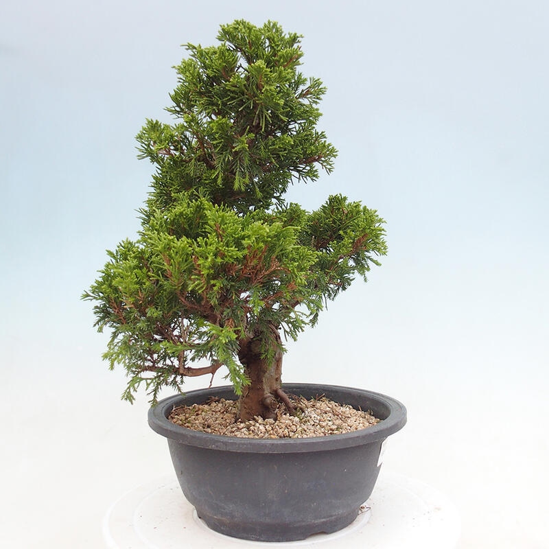 Outdoor bonsai - Juniperus chinensis Itoigawa - Jałowiec chiński