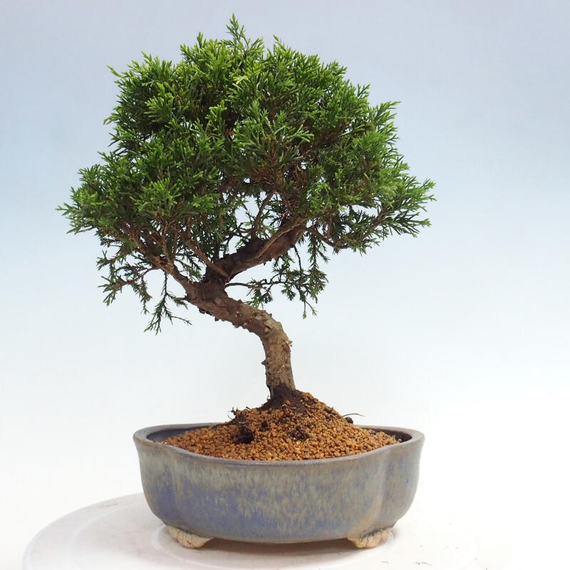 Outdoor bonsai - Juniperus chinensis Itoigawa - Jałowiec chiński
