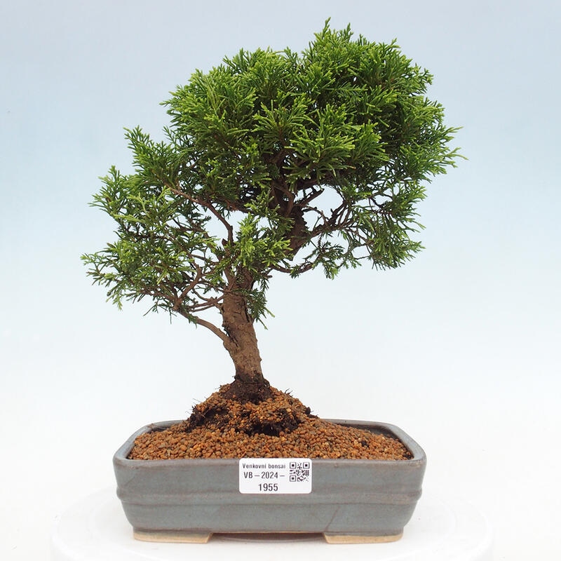 Outdoor bonsai - Juniperus chinensis Itoigawa - Jałowiec chiński