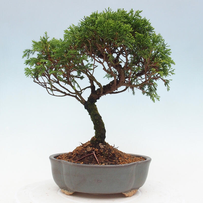 Outdoor bonsai - Juniperus chinensis Itoigawa - Jałowiec chiński
