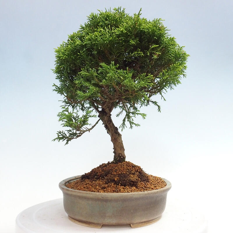 Outdoor bonsai - Juniperus chinensis Itoigawa - Jałowiec chiński
