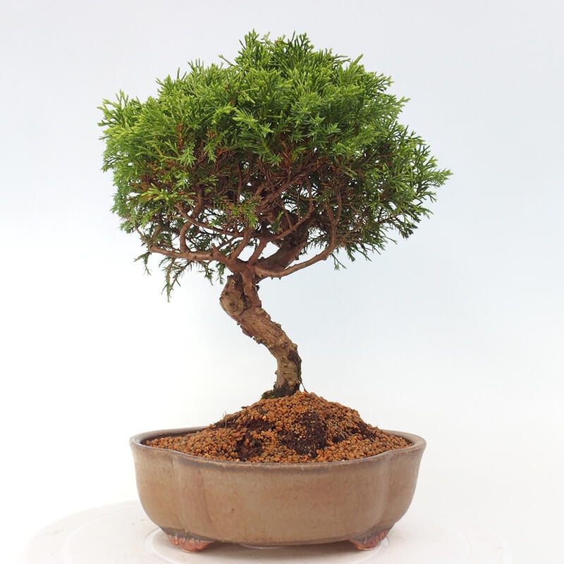 Outdoor bonsai - Juniperus chinensis Itoigawa - Jałowiec chiński
