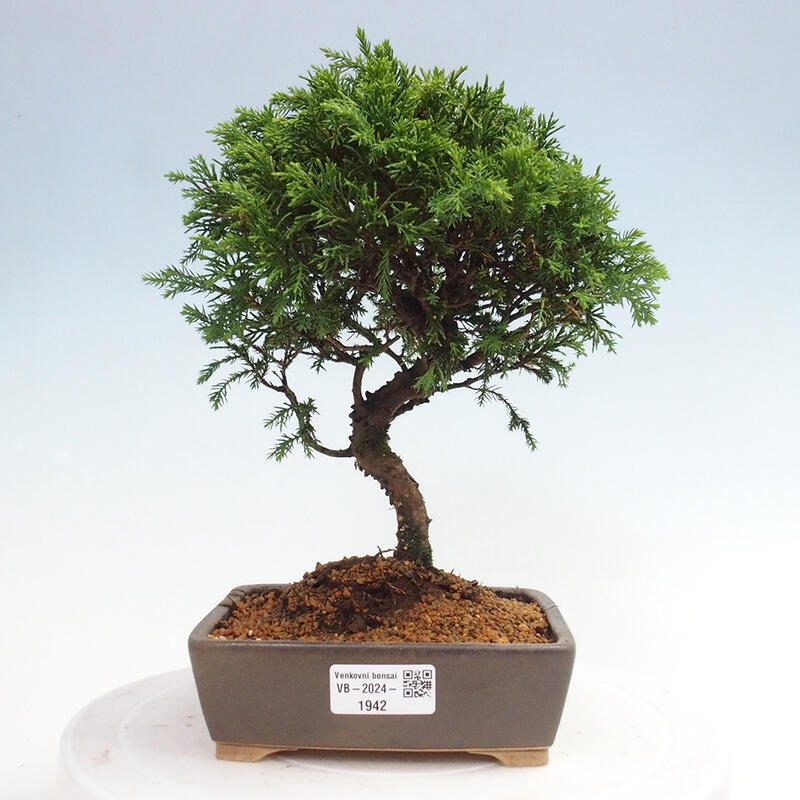 Outdoor bonsai - Juniperus chinensis Itoigawa - Jałowiec chiński