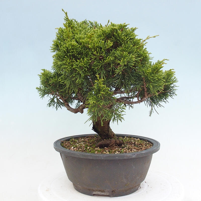 Outdoor bonsai - Juniperus chinensis Itoigawa - Jałowiec chiński