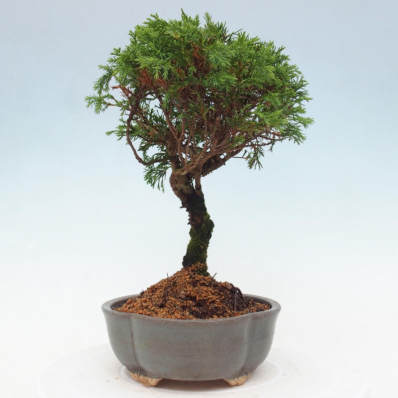 Outdoor bonsai - Juniperus chinensis Itoigawa - Jałowiec chiński