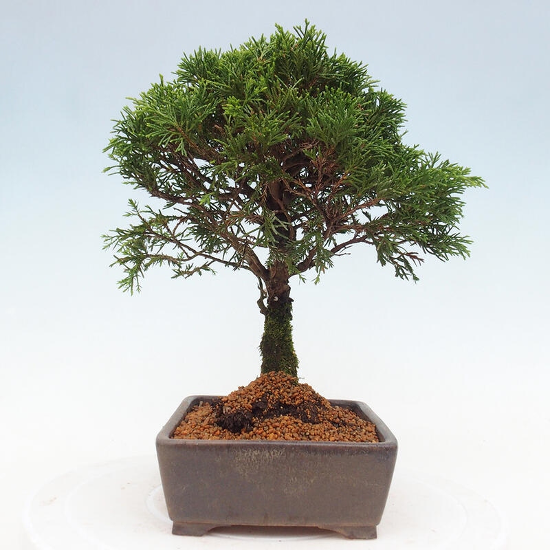 Outdoor bonsai - Juniperus chinensis Itoigawa - Jałowiec chiński