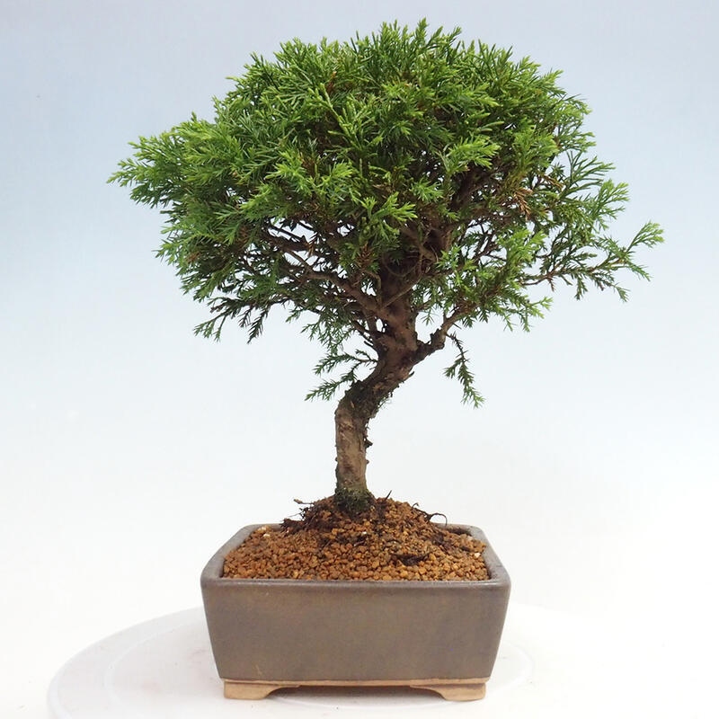 Outdoor bonsai - Juniperus chinensis Itoigawa - Jałowiec chiński