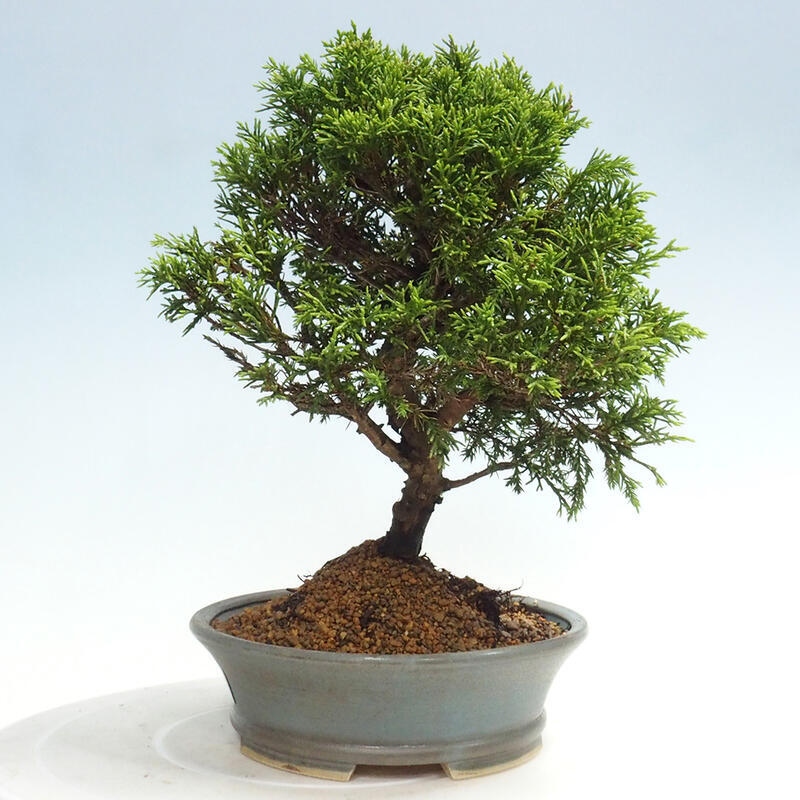 Outdoor bonsai - Juniperus chinensis Itoigawa - Jałowiec chiński