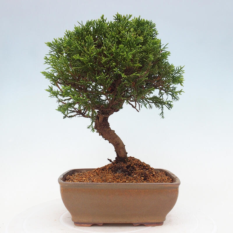 Outdoor bonsai - Juniperus chinensis Itoigawa - Jałowiec chiński