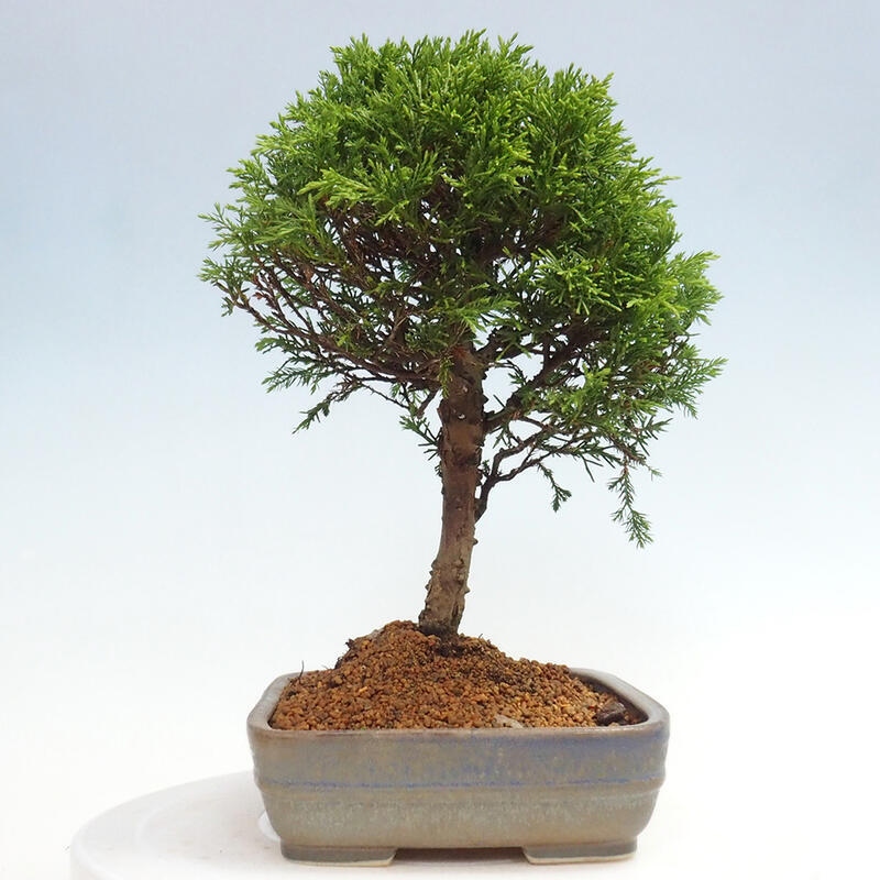 Outdoor bonsai - Juniperus chinensis Itoigawa - Jałowiec chiński
